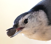 White breasted Nuthatch